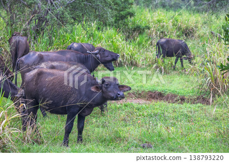 Herd of Wild Buffaloes Graze Serenely in Lush Green Grassland Amidst Dense Tropical Wilderness in Natural Habitat. Hurulu Eco Park Safari in Sri Lanka. Herd of Wild Buffaloes Graze Serenely in Lush Green Grassland Amidst Dense Tropical Wilderness in Natural Habitat. Hurulu Eco Park Safari in Sri Lanka. 138793220