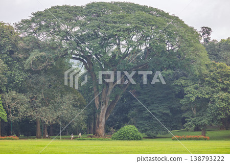 Peradeniya, Royal Botanic Gardens near of Kandy town in Sri Lanka. Majestic Green Canopy Tree in Lush Botanical Garden with Expansive Grass Lawn, Serene Outdoor Landscape and Natural Beauty Peradeniya, Royal Botanic Gardens near of Kandy town in Sri Lanka. Majestic Green Canopy Tree in Lush Botanical Garden with Expansive Grass Lawn, Serene Outdoor Landscape and Natural Beauty 138793222