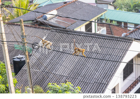 Two nimble monkeys expertly navigate across utility wires above corrugated rooftops in a vibrant tropical urban landscape. Kandy town in Sri Lanka. Two nimble monkeys expertly navigate across utility wires above corrugated rooftops in a vibrant tropical urban landscape. Kandy town in Sri Lanka. 138793223