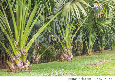 Peradeniya, Royal Botanic Gardens near of Kandy town in Sri Lanka. Lush Tropical Palm Trees Stand Tall on a Manicured Green Lawn, Creating a Serene and Exotic Garden Landscape in Daylight Peradeniya, Royal Botanic Gardens near of Kandy town in Sri Lanka. Lush Tropical Palm Trees Stand Tall on a Manicured Green Lawn, Creating a Serene and Exotic Garden Landscape in Daylight 138793237