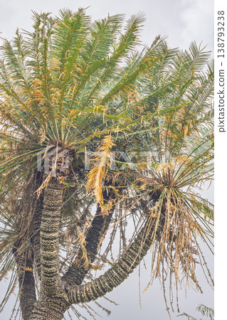Peradeniya, Royal Botanic Gardens near of Kandy town in Sri Lanka. Low Angle View of Robust Palm Trees with Lush Green and Golden Fronds against a Bright Overcast Sky, Tropical Nature Scene Peradeniya, Royal Botanic Gardens near of Kandy town in Sri Lanka. Low Angle View of Robust Palm Trees with Lush Green and Golden Fronds against a Bright Overcast Sky, Tropical Nature Scene 138793238