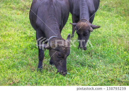 Two domestic water buffalo graze peacefully in a lush green field on a bright day, showcasing serene rural life. Hurulu Eco Park Safari in Sri Lanka. 138793239
