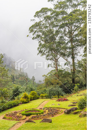 Lush Tropical Garden and Forest Landscape on a Misty Day with Verdant Trees and Serene Views. A verdant tea plantation hillside near Nuwara Eliya in Sri Lanka. 138793242