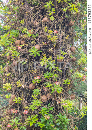 Peradeniya, Royal Botanic Gardens near of Kandy town in Sri Lanka. Exotic Tropical Tree Trunk with Unique Spherical Fruits and Delicate Pink Blooms Amidst Lush Green Foliage and Tangled Branches 138793253