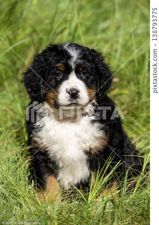 Front view portrait of a beautiful Bernese Mountain Dog puppy in the grass. High quality photo of a purebred tricolor puppy with soft fur 138793775
