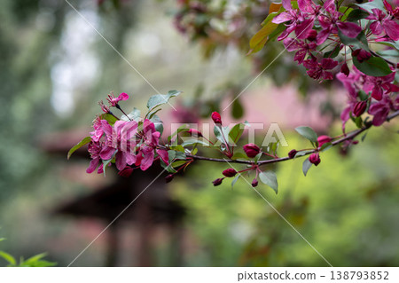 Crabapple Blossoms with Japanese Style Building in Background. Soft Spring Mood Crabapple Blossoms with Japanese Style Building in Background. Soft Spring Mood 138793852