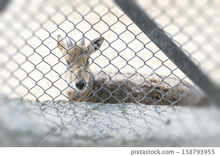 animal behind the cage - a hog deer in zoo loking at the camera animal behind the cage - a hog deer in zoo loking at the camera 138793955