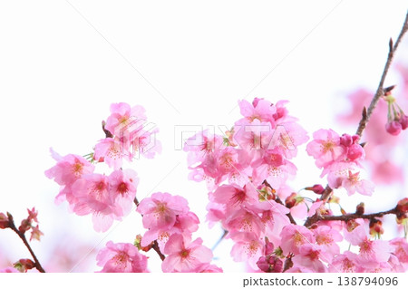 粉紅色向日葵(白色背景) 粉紅色向日葵(白色背景) 138794096