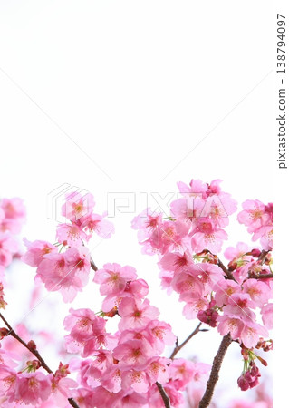 Pink Sunflower [White background] 138794097