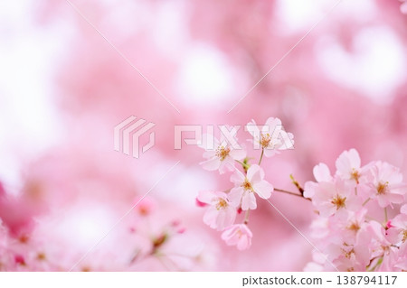 A close-up of pale pink Omoigawa cherry blossoms A close-up of pale pink Omoigawa cherry blossoms 138794117