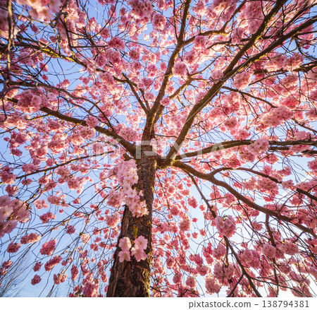 Blooming cherry blossom tree from low angle view with pink sakura flowers against clear blue sky. Bright spring sunlight creates a vibrant and fresh natural scene. 138794381