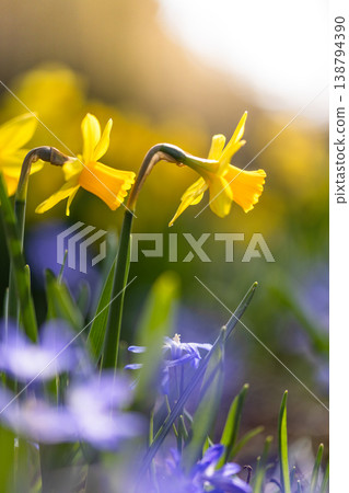 Close-up of yellow daffodils in warm sunlight with soft bokeh background. Fresh spring flowers growing in a meadow create a bright, natural and cheerful seasonal atmosphere. Close-up of yellow daffodils in warm sunlight with soft bokeh background. Fresh spring flowers growing in a meadow create a bright, natural and cheerful seasonal atmosphere. 138794390