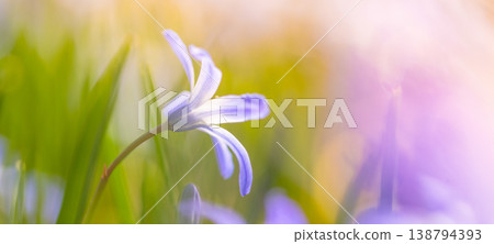 Close-up of blue spring flowers with water droplets in warm sunlight. Fresh blooming plants with soft bokeh background create a vibrant, natural and refreshing seasonal atmosphere. Close-up of blue spring flowers with water droplets in warm sunlight. Fresh blooming plants with soft bokeh background create a vibrant, natural and refreshing seasonal atmosphere. 138794393