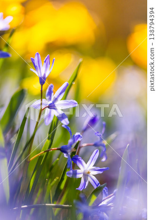 Close-up of blue spring flowers with water droplets in warm sunlight. Fresh blooming plants with soft bokeh background create a vibrant, natural and refreshing seasonal atmosphere. 138794394
