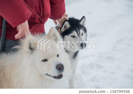 Owner with fluffy sled dogs in snowy winter park.  138794506