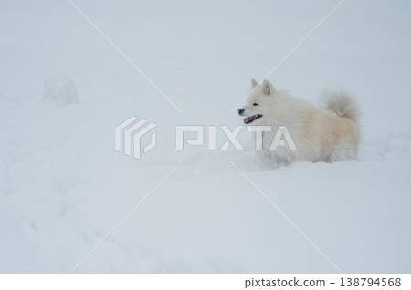 A Samoyed dog runs through the snow. 138794568