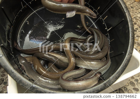 Eels in a bucket Eels in a bucket 138794662