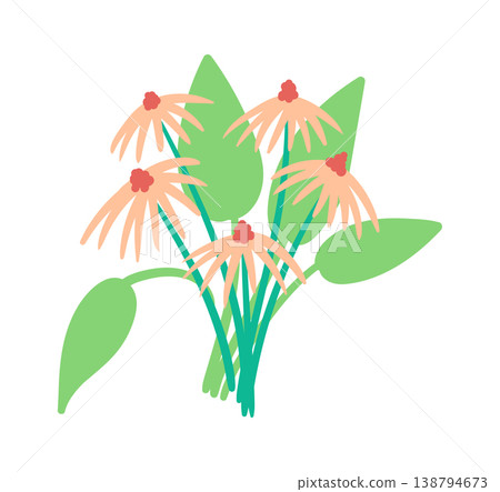 Coneflower Bouquet Botanical Cartoon 138794673
