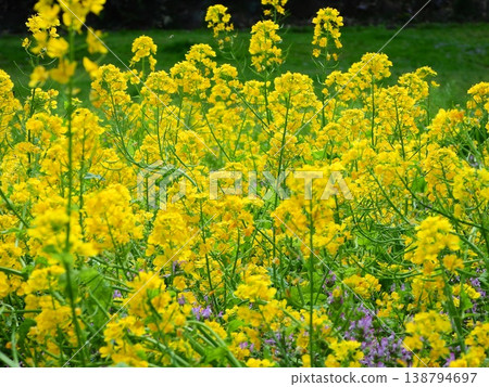 黃色油菜花 138794697