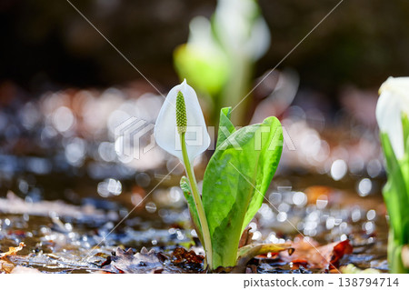 Water Basho 138794714