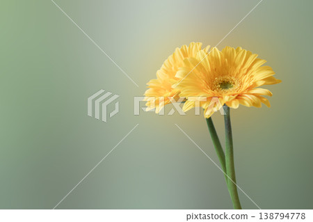 綠色背景上的非洲菊 138794778