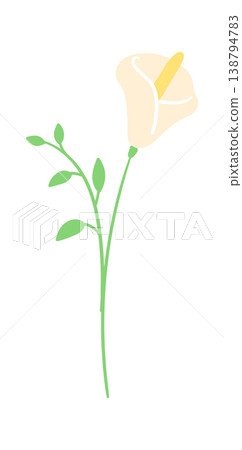 Calla Lily Stem With Leaves Cartoon Calla Lily Stem With Leaves Cartoon 138794783