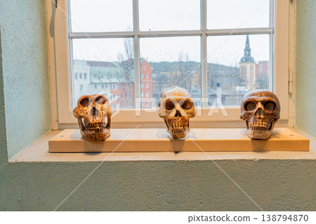 Skull Models in Museum Window Light. 138794870
