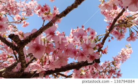 Cherry blossoms in full bloom shining in the blue sky Cherry blossoms in full bloom shining in the blue sky 138794884