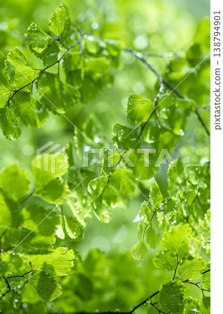 A close-up of an Adiantum leaf glistening with water droplets in the morning sun, showcasing the vibrant green of this houseplant. A close-up of an Adiantum leaf glistening with water droplets in the morning sun, showcasing the vibrant green of this houseplant. 138794901