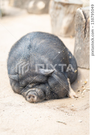 Black pot-bellied pig sleeping peacefully on ground 138795049