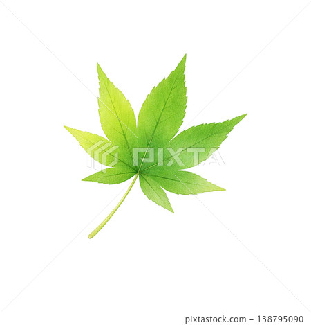 Watercolor illustration of maple leaves, fresh greenery material. 138795090