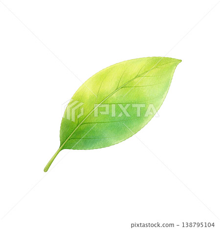 清新綠葉水彩插畫（單元素） 138795104