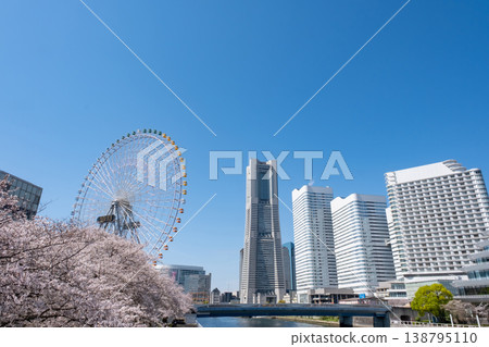 A view of cherry blossoms in full bloom, buildings, and a Ferris wheel in Minato Mirai. 138795110