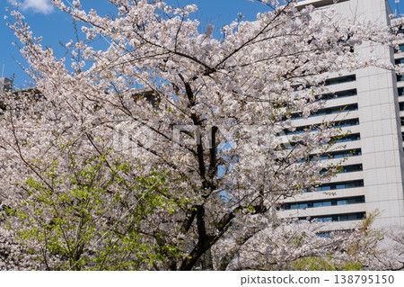 總務省周圍櫻花盛開,綠意盎然。 總務省周圍櫻花盛開,綠意盎然。 138795150