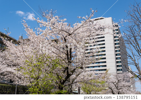 Cherry blossoms in full bloom and fresh greenery around the Ministry of Internal Affairs and Communications 138795151