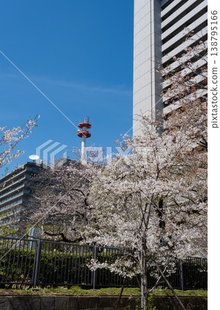 Cherry blossoms in full bloom and fresh greenery around the Ministry of Internal Affairs and Communications 138795166