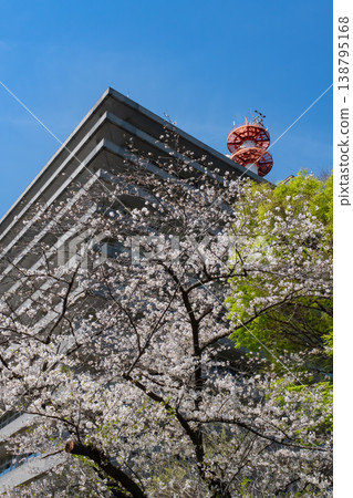 Cherry blossoms in full bloom and fresh greenery around the Ministry of Land, Infrastructure, Transport and Tourism Cherry blossoms in full bloom and fresh greenery around the Ministry of Land, Infrastructure, Transport and Tourism 138795168