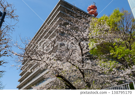Cherry blossoms in full bloom and fresh greenery around the Ministry of Internal Affairs and Communications Cherry blossoms in full bloom and fresh greenery around the Ministry of Internal Affairs and Communications 138795170
