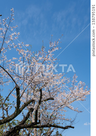 Cherry blossoms in full bloom shining in the blue sky 138795191