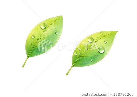 新鮮綠葉水彩插畫，水滴設計 138795203