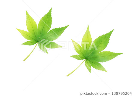 楓葉和新鮮綠色植物的水彩插圖。 138795204