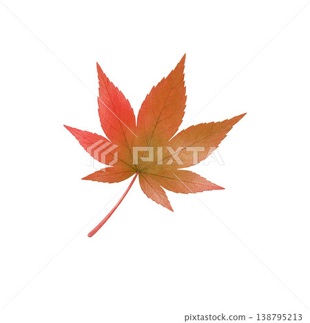Watercolor illustration of maple leaves, autumn foliage material. 138795213