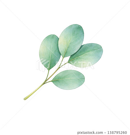 尤加利葉水彩插圖（單一元素） 138795260