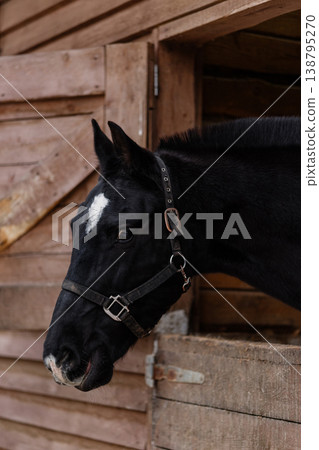 Serene Equine Readiness. Quiet Horse With Bright Blaze And Attentive Eye Waiting Calmly Serene Equine Readiness. Quiet Horse With Bright Blaze And Attentive Eye Waiting Calmly 138795270