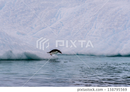 Gentoo on an Iceberg Gentoo on an Iceberg 138795569
