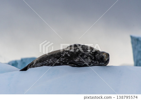 Resting Weddell Seal near Cuverville island Resting Weddell Seal near Cuverville island 138795574