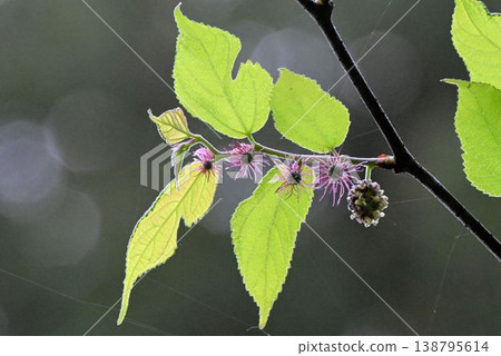 我在六甲山上看到了這種有趣的構樹（Broussonetia papyrifera），新枝基部開著球形雄花，頂端開著一排紫色、毛茸茸的球形雌花。 138795614