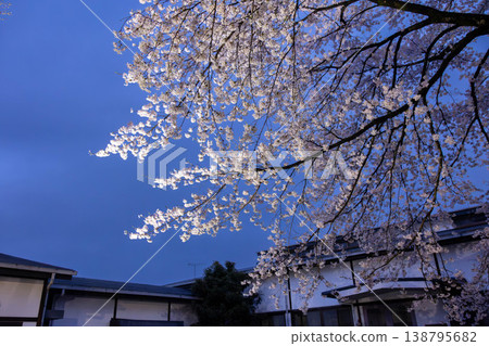 中之條花園夜間櫻花燈光秀 中之條花園夜間櫻花燈光秀 138795682