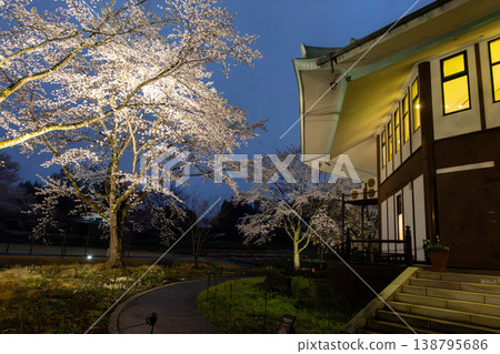 中之條花園夜間櫻花燈光秀 中之條花園夜間櫻花燈光秀 138795686