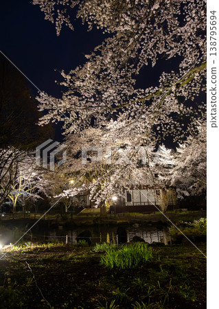 中之條花園夜間櫻花燈光秀 中之條花園夜間櫻花燈光秀 138795694